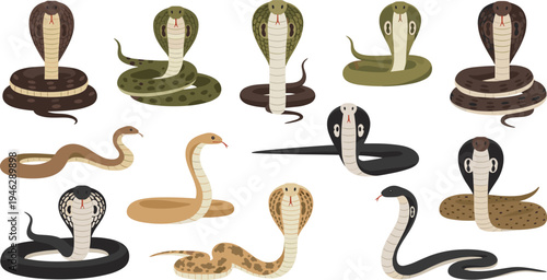 Cobra Snake Character Set with Hooded Poses, Coiled Bodies and Different Patterns Cartoon Reptile Vector Illustration Collection for Wildlife and Nature Designs.