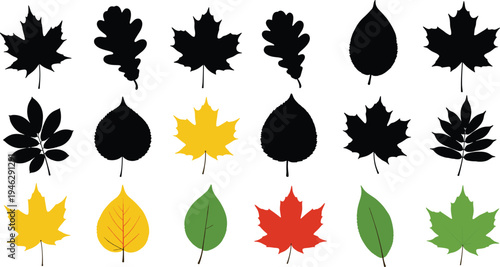 Set of autumn leaves silhouettes and colorful flat icons including maple oak birch and rowan foliage isolated on white background for fall season design