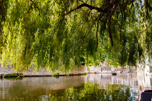 Photos Tree overhanging canal with lush greenery