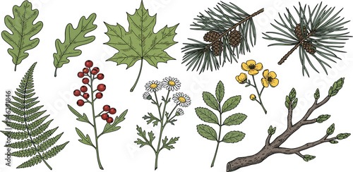 Collection of autumn leaves, pine needles, berries, and branches for artistic creation and naturalistic designs