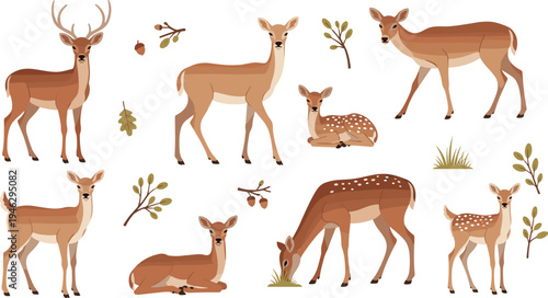 Deer Wildlife Illustration Set Featuring Stag, Doe, and Fawn Standing, Walking, Grazing, and Resting with Forest Leaves and Woodland Elements.