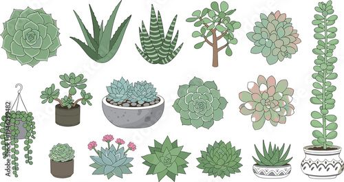 Succulent and Cactus Plant Illustration Set Featuring Aloe, Echeveria, Jade Plant, Hanging Succulents, and Decorative Potted Desert Plants for Botanical Design.