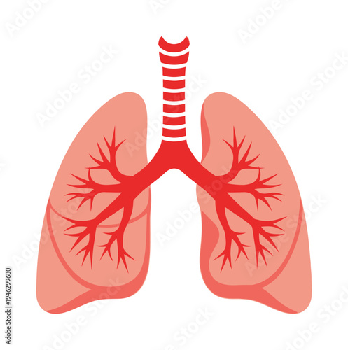 Red vector of human lungs with bronchial tree and trachea in anatomical view