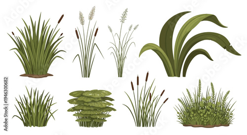 Set of various aquatic and marsh plants including green grass, cattails, bulrushes, and reeds isolated on white background for nature design and landscape art.