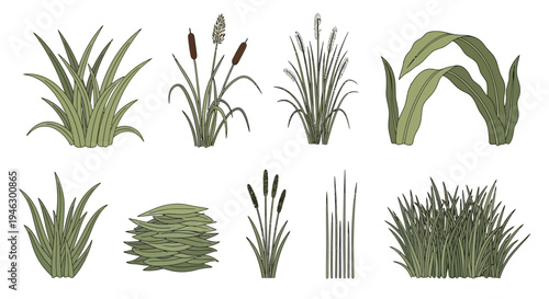 Vector Illustration Set of Various Green Grasses, Reeds, and Cattails Isolated on a White Background for Nature Landscape Design, Gardening, and Botanical Art.
