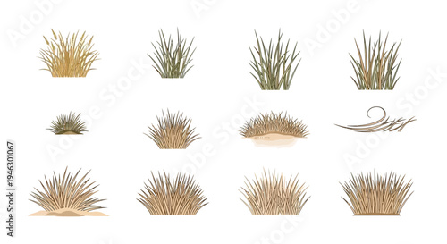 Hand-drawn collection of stylized grass tufts and dry bush illustrations on white background. Minimalist vector elements for nature landscape and garden design