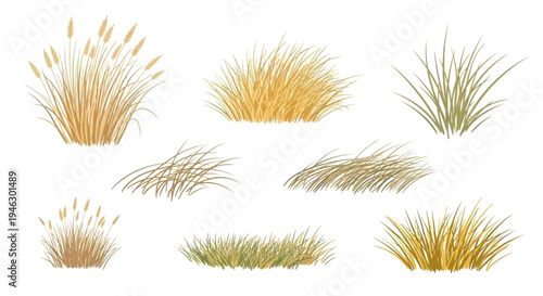 Collection of various grass and wheat plant illustrations in golden green and brown colors isolated on white background for nature and agricultural design projects.