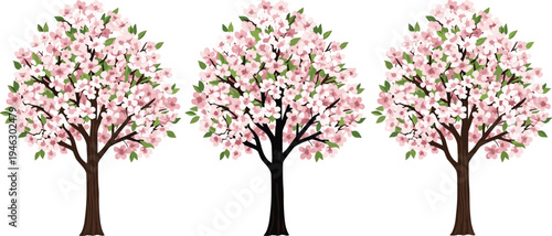 Set of three flat vector cherry blossom trees with pink flowers and green leaves in full spring bloom isolated on a white background