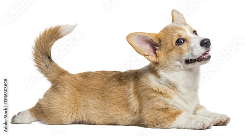 Tablou pe pânză cute pembroke welsh corgi puppy lying down on a transparent background, looking up with an alert and curious expression, showcasing its adorable features