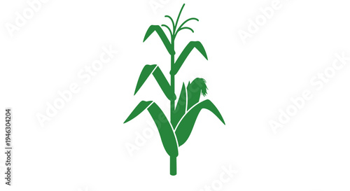 Green Corn Plant with Leaves and Tassel.