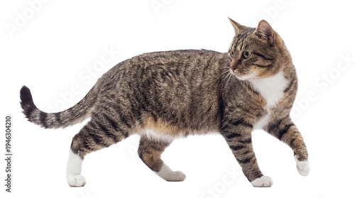 Cuadro en lienzo a transparent png image of a brown and black striped tabby cat walking in profile against a transparent background, showcasing its detailed fur and markings