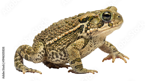 Quadro su tela Common toad photograph, showcasing textured skin and prominent eyes