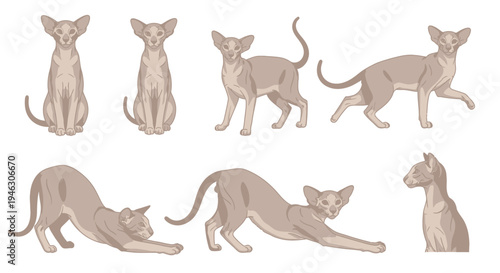 Vector Illustration Set of Oriental Shorthair Cats in Various Poses Including Sitting, Standing, Walking, and Stretching Isolated on White Background.