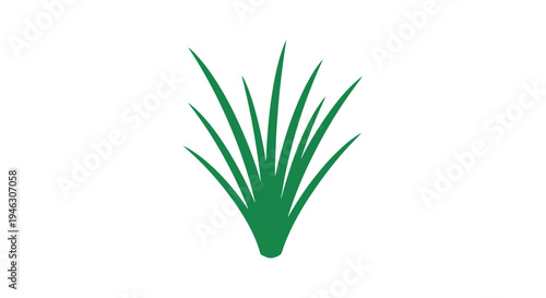 Green Aloe Vera Plant Illustration.