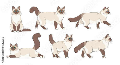 Cute Siamese Cat Vector Illustration Set Featuring Various Poses Like Walking Sitting and Lying Down Isolated on White Background for Pet Lovers Graphic Design.