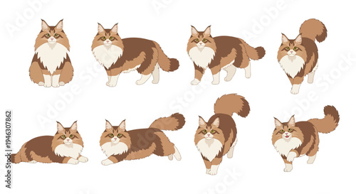 Collection of Maine Coon Cat Vector Illustrations Showing Different Poses Including Sitting Standing Running And Lying Down For Pet Care Branding And Design.