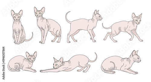 Collection of Hairless Sphynx Cat Illustrations in Various Poses like Sitting, Standing, Walking, and Stretching, Minimalist Vector Art on White Background Set.