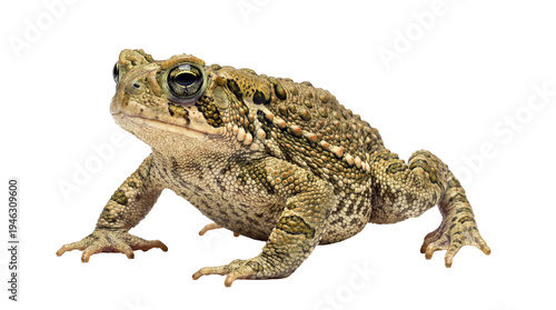 Foto An isolated photograph of a common toad, showcasing its distinctive textured skin and prominent eyes against a clear