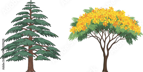 Coniferous pine tree and flowering deciduous tree, botanical contrast, seasonal foliage, forest diversity, nature scene, green needles, yellow blossoms, outdoor landscape, plant structure, scenic 