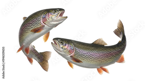 Photos Striking photograph of two vibrant rainbow trout, actively swimming or leaping, isolated on a transparent background