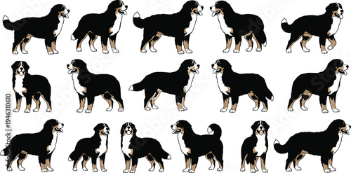 Bernese Mountain Dog Side View Illustration Collection Featuring Various Standing Poses Isolated on White Background for Pet Animal Design Projects