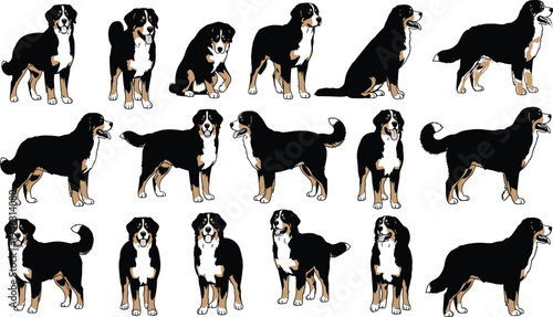 Bernese Mountain Dog Vector Illustration Set Featuring Various Poses Like Standing and Sitting Isolated on White Background for Pet Design