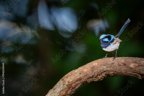 fairy wren
