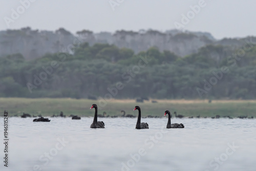 black swan