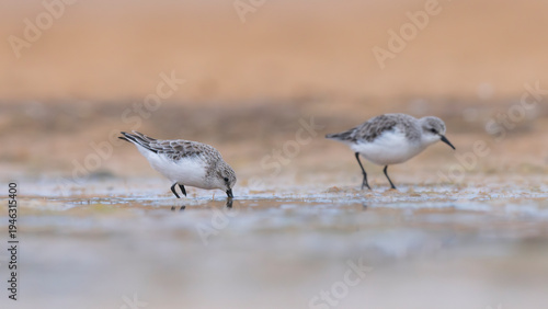 sandpiper