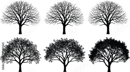 Set of detailed deciduous tree silhouettes with bare branches and leafy canopy isolated on white background botanical nature illustration