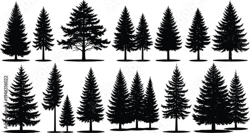 Collection of pine and fir tree silhouettes isolated on white background, evergreen conifer forest trees set for landscape design