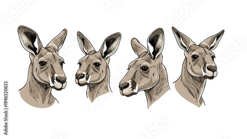 Set of four detailed kangaroo head illustrations showing the animal from different angles, rendered in a realistic hand-drawn etching style.