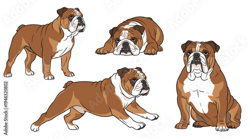 Four different poses of a brown and white bulldog showing standing, sitting, and lying positions for pet care and animal breed concepts.