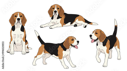 Four different poses of a tricolor beagle dog including sitting, lying, and standing for pet ownership, animal behavior, and breed guides.
