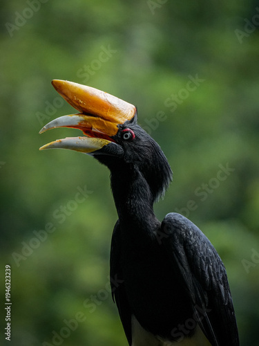 yellow billed hornbill