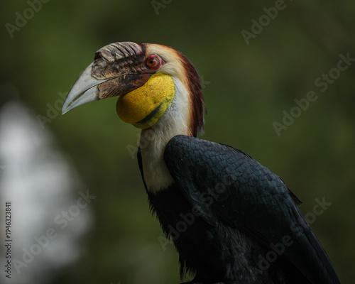 yellow billed hornbill