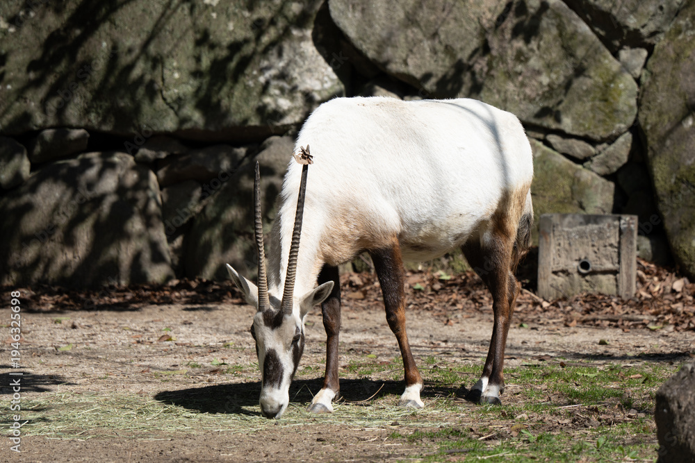 Obraz premium Scimitar-horned Oryx