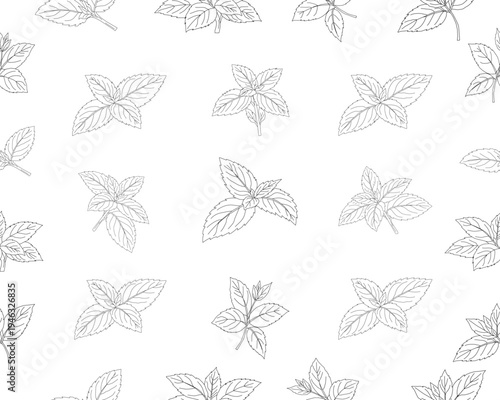 Mint leaves seamless pattern. Herbal mint foliage background. Fresh mint botanical repeat pattern. Aromatic herb leaves texture. Green culinary ingredient pattern. Natural herbal foliage wallpaper.