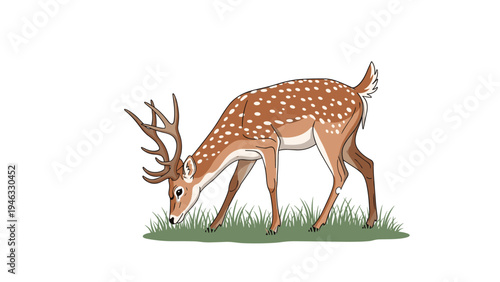 Beautiful spotted deer with large antlers grazing on green grass in a field on a white background.
