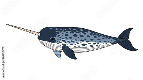 Beautiful blue and white narwhal with its long tusk swimming gracefully in the ocean water on a white background.