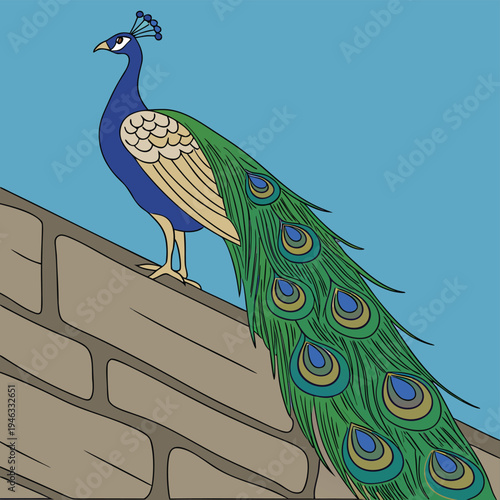 peacock with feathers