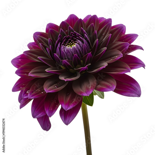 dark purple dahlia flower isolated on white background