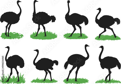 Ostrich silhouette vector icon set, bird figures standing on green grass for safari and wildlife nature design