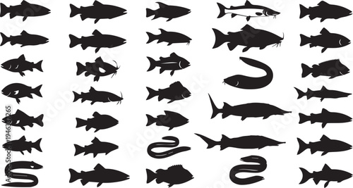 Fish species silhouettes vector illustration set. Collection of freshwater and saltwater fish icons for fishing and seafood design.