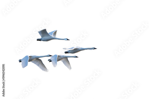 30000-00111 Trumpeter Swans in flight (Cygnus buccinator) on white background,  Marion Co., IL