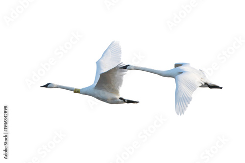 Εκτύπωση καμβά 30000-00112 Trumpeter Swans in flight (Cygnus buccinator) on white background,  Marion Co