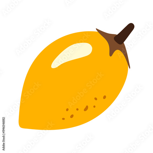 mimusops fresh fruit vector illustration healthy food 