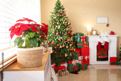Christmas flower poinsettia...