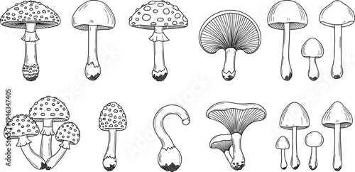 Hand drawn mushroom collection with various fungus species in line art style for autumn nature design forest foraging and botanical illustration