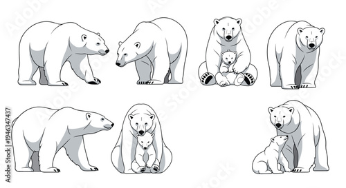Collection of various polar bear illustrations showing the majestic arctic animal in different natural poses like walking, sitting, and nursing.